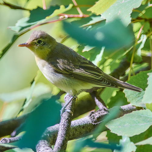 Zarcero icterino (Hippolais icterina)
