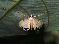 Nymphicula