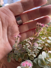 Hylotelephium sieboldii