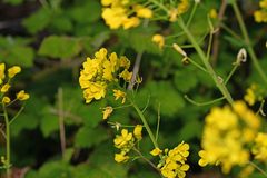 Brassica rapa