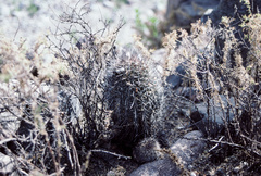 Oreocereus hempelianus
