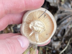 Clitocybe nebularis