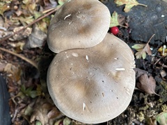 Clitocybe nebularis