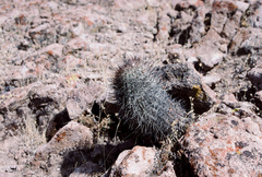 Oreocereus hempelianus