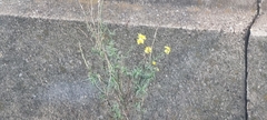 Senecio inaequidens