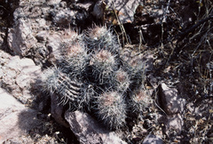 Oreocereus hempelianus