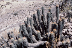 Oreocereus