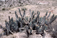 Oreocereus