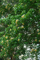 Crateva unilocularis