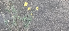 Senecio inaequidens