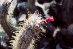Oreocereus leucotrichus