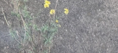 Senecio inaequidens
