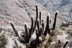 Oreocereus leucotrichus