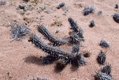 Haageocereus decumbens