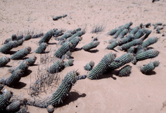 Haageocereus decumbens