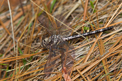 Tachopteryx thoreyi