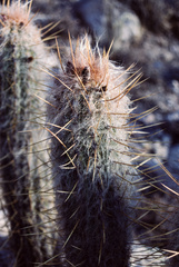 Oreocereus leucotrichus