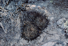 Neowerdermannia chilensis