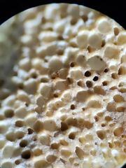 Subantrodia juniperina