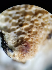 Subantrodia juniperina