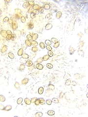 Subantrodia juniperina