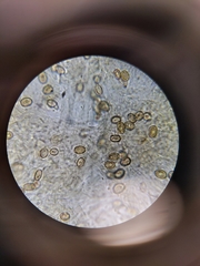 Subantrodia juniperina