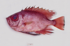 Cookeolus japonicus