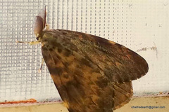 Lymantria ampla