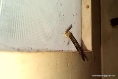 Lymantria ampla