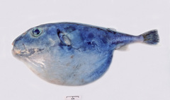 Sphoeroides pachygaster