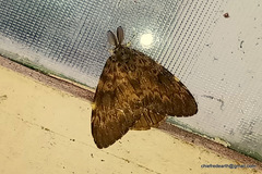 Lymantria ampla