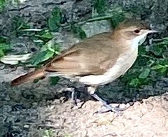 Furnarius rufus