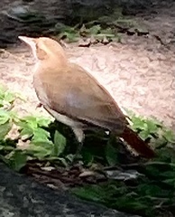 Furnarius rufus