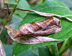Oraesia emarginata