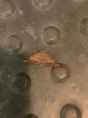 Hypospila bolinoides