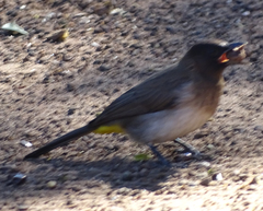 Pycnonotus barbatus tricolor