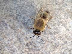 Apis mellifera