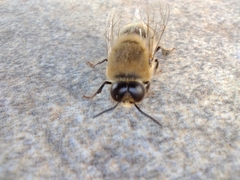 Apis mellifera