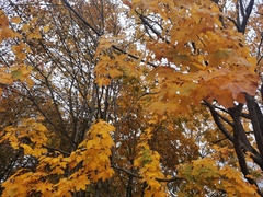 Acer platanoides