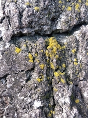 Candelariella xanthostigma