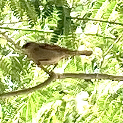 Agelaioides badius