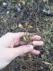 Matricaria discoidea