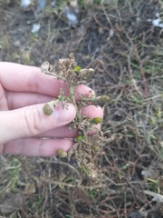Matricaria discoidea