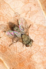 Taxigramma