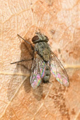 Taxigramma