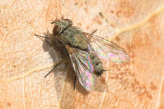 Taxigramma