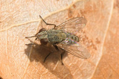 Taxigramma