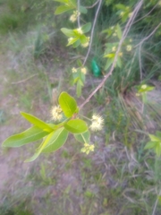 Terminalia australis