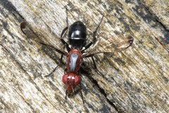 Cephalia rufipes