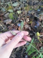 Silene latifolia alba